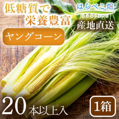 ふるさと納税 西尾市 [低糖質で栄養豊富!]ヤングコーン(20本以上入り)1箱