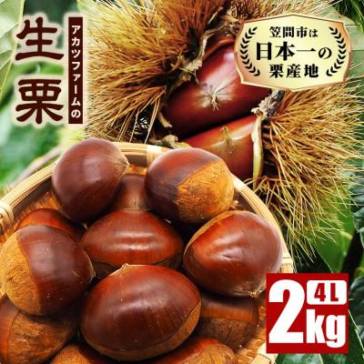 ふるさと納税 笠間市 先行予約[2026年10月中旬以降に発送]アカツファームの生栗 4L 2kg 笠間市