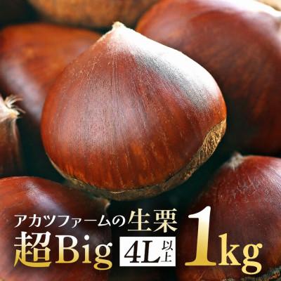 ふるさと納税 笠間市 [2026年10月中旬以降に出荷]アカツファームの生栗 4L以上 メガマロン 1kg