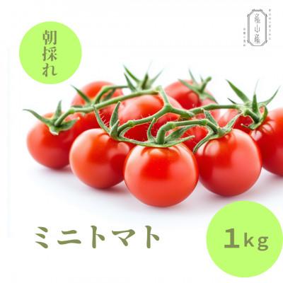 ふるさと納税 産山村 [7月上旬発送]阿蘇 朝採れ ミニトマト1kg