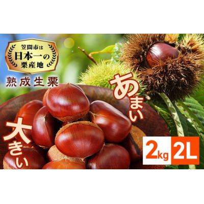 ふるさと納税 笠間市 [2026年先行予約] 熟成生栗 栗 2kg 2L 数量限定 国産和栗 農産物直売所すわ