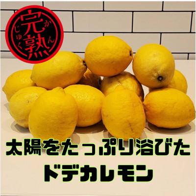 ふるさと納税 上島町 ブルーレモンファームの太陽をたっぷり浴びたドデカレモン 木なり完熟レモン 3kg [冷蔵便]