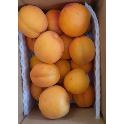 ふるさと納税 千曲市 あんず 信月 約2kg