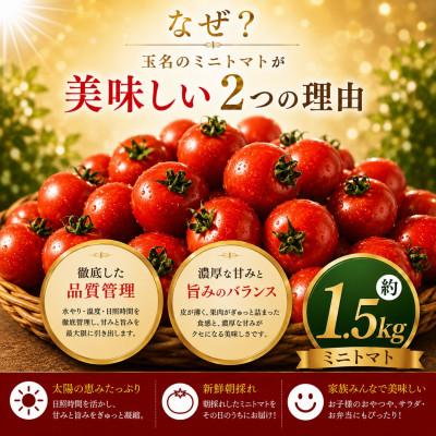 ふるさと納税 玉名市 【先行予約】熊本県産 ミニトマト 約1.5kg(玉名市)_1