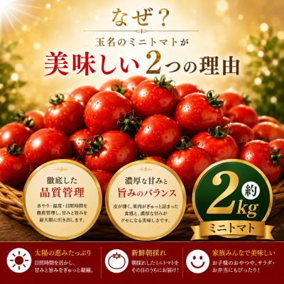 ふるさと納税 玉名市 【先行予約】熊本県産 ミニトマト 約2kg(玉名市) |  | 01