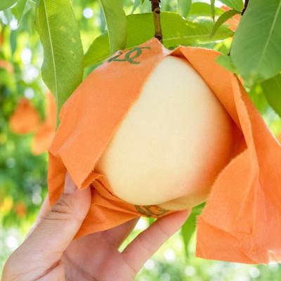 ふるさと納税 美作市 [先行予約]岡山の白桃・約2kg(5〜9玉)7月下旬頃から9月上旬頃順次発送予定