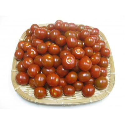 ふるさと納税 東かがわ市 ご家庭用ミニトマト 約1kg
