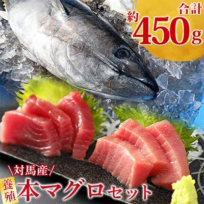 ふるさと納税 対馬市 [対馬産]養殖本マグロセット C