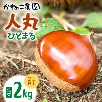 ふるさと納税 笠間市 [2026年秋 先行予約]笠間の栗・かねこ農園の生栗「人丸(ひとまる)」2kg(2L以上)