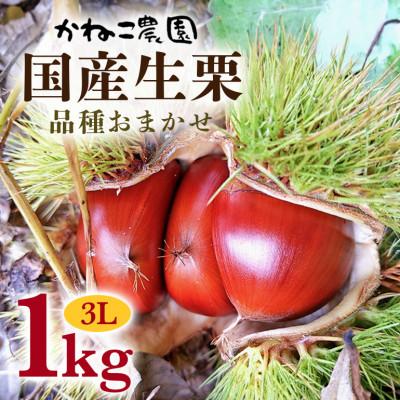 ふるさと納税 笠間市 [2026年秋 先行予約]笠間の栗・かねこ農園の生栗 品種おまかせ1kg(3L)