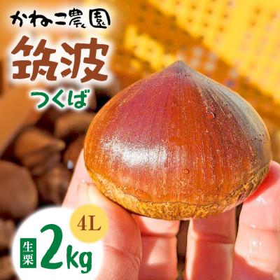 ふるさと納税 笠間市 [2026年秋 先行予約]笠間の栗・かねこ農園の生栗「筑波(つくば)」2kg(4L以上)