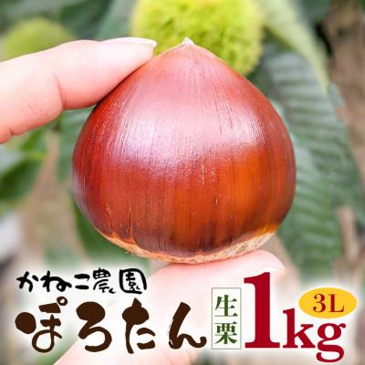 ふるさと納税 笠間市 [2026年秋 先行予約]笠間の栗・かねこ農園の生栗「ぽろたん」1kg(3L)