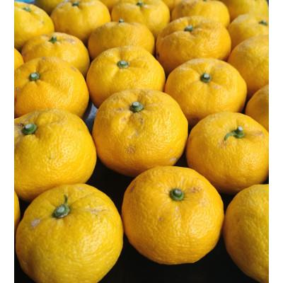 ふるさと納税 北栄町 柚子(ゆず)玉 1.4kg前後/1箱