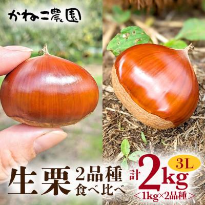 ふるさと納税 笠間市 [2026年秋 先行予約]笠間の栗・かねこ農園の生栗 食べ比べ1kg×2品種(3L)