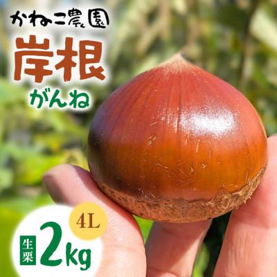 ふるさと納税 笠間市 [2026年秋 先行予約]笠間の栗・かねこ農園の生栗「岸根(がんね)」2kg(4L)