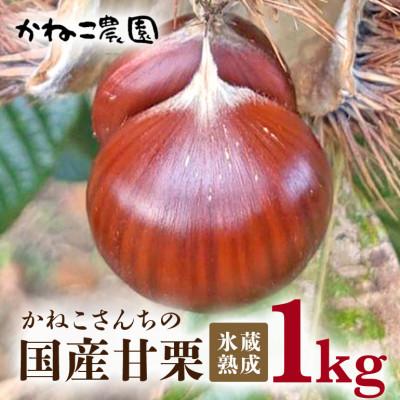 ふるさと納税 笠間市 [2026年秋 先行予約]かねこ農園・氷蔵熟成「かねこさんちの国産甘栗」1kg