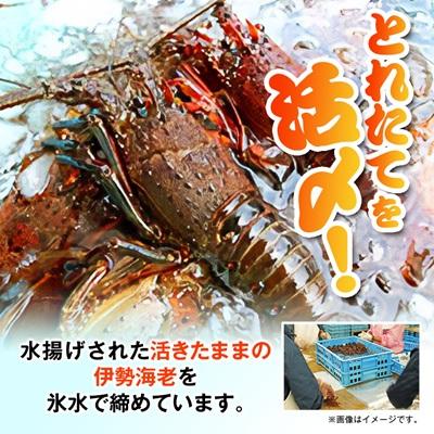 ふるさと納税 いすみ市 訳アリボイル伊勢海老1kg(約6-9尾入り) |  | 01
