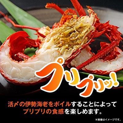 ふるさと納税 いすみ市 訳アリボイル伊勢海老1kg(約6-9尾入り) |  | 02
