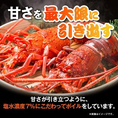 ふるさと納税 いすみ市 訳アリボイル伊勢海老1kg(約6-9尾入り) |  | 03