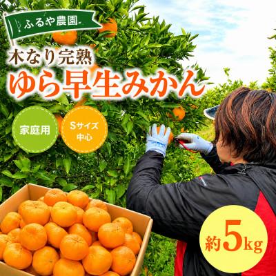 ふるさと納税 日高川町 [家庭用]濃厚!甘い!木なり完熟「ゆら早生みかん」約5kg(Sサイズ中心)和歌山県日高川町産