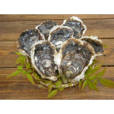 ふるさと納税 長崎市 戸石産イワガキ 2kg(生食用)