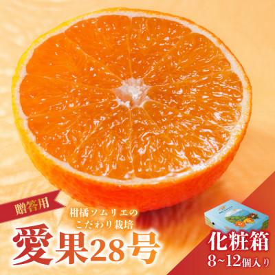 ふるさと納税 松山市 [先行予約] 愛果28号 秀品 8〜12玉 青化粧箱 ギフト ご贈答向け 紅まどんな同品種
