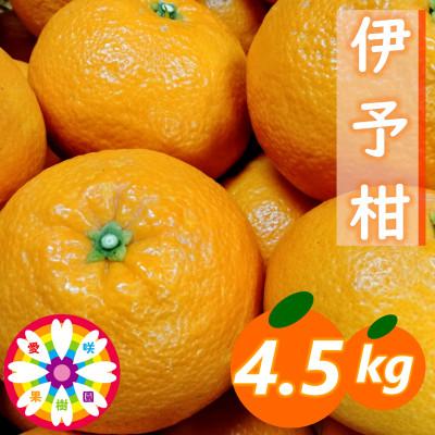 ふるさと納税 八幡浜市 愛咲果樹園「伊予柑」約4.5kg[71-60]