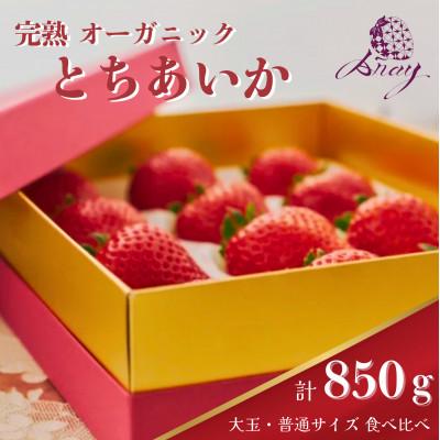 ふるさと納税 鹿沼市 [有機JAS認証]オーガニック生いちご とちあいか 大玉・普通サイズ食べ比べ 計850g
