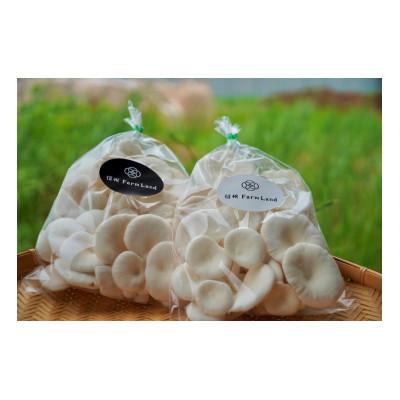 ふるさと納税 山形村 白ひらたけ 200g×5袋