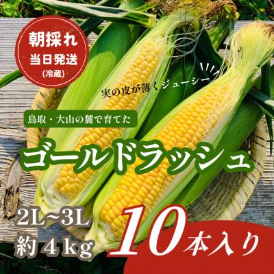 ふるさと納税 伯耆町 [朝採れ当日発送]大山スイートコーン10本|2L〜3Lサイズ(約4kg)|ゴールドラッシュ
