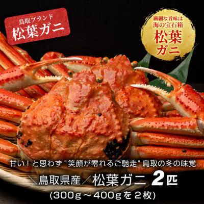 ふるさと納税 伯耆町 [11月中旬以降順次発送]ボイル松葉ガニ(300〜400gを2枚) OM-16-1