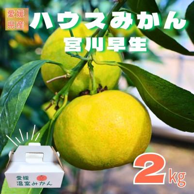 ふるさと納税 伊予市 グリーンハウスみかん 2kg