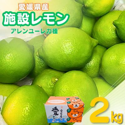 ふるさと納税 伊予市 施設レモン 2kg(S~Mサイズ)