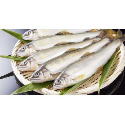 ふるさと納税 輪之内町 冷凍子持鮎 約2kg[約1kg(10〜13尾)×2P]