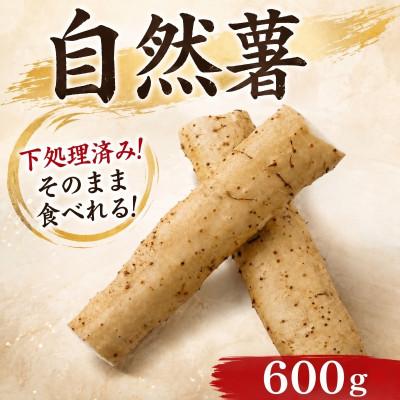 ふるさと納税 牧之原市 【下処理済み】~海と山に囲まれた自然豊かな大地で育った~ 牧之原産自然薯 じねんじょ 600g | 