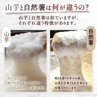 ふるさと納税 牧之原市 【下処理済み】~海と山に囲まれた自然豊かな大地で育った~ 牧之原産自然薯 じねんじょ 1800g |  | 01