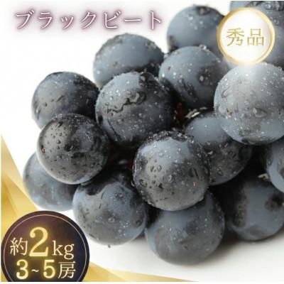 ふるさと納税 かつらぎ町 種無し ブラックビート ブドウ 約2kg(3〜5房)箱入り[2026年7月下旬〜順次発送]限定数量