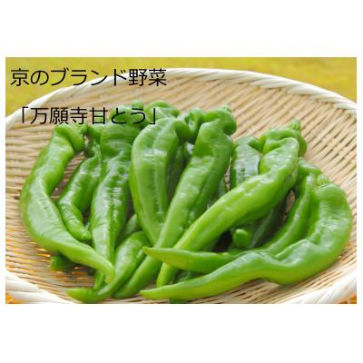 ふるさと納税 舞鶴市 甘くて美味しい。京のブランド産品「万願寺甘とう」秀品600g
