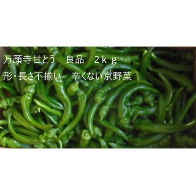 ふるさと納税 舞鶴市 「訳あり品」万願寺甘とう 2kg