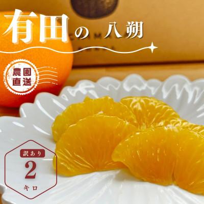ふるさと納税 湯浅町 木成り八朔さつき 2キロ 訳あり サイズ混合