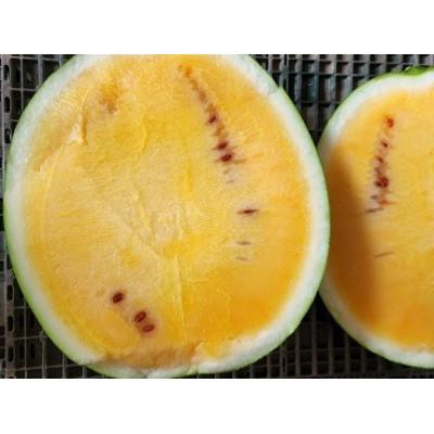 ふるさと納税 山形村 山形村産 金色羅皇 1玉(6kg以上)