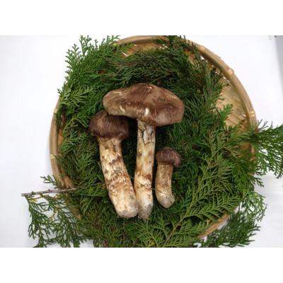 ふるさと納税 箕輪町 松茸 約200g(2〜5本)