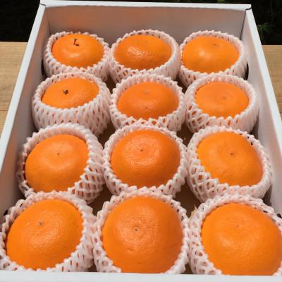 ふるさと納税 由良町 [2027年2月下旬より順次発送]和歌山県産 せとか 化粧箱入り (11〜12玉)[まごころ手選別]