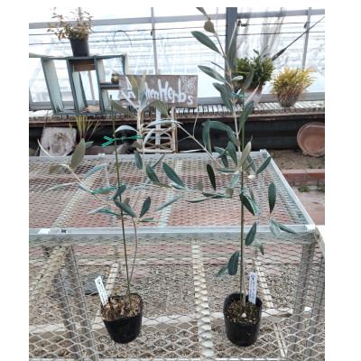 ふるさと納税 小豆島町 オリーブの苗木2本(50cm)セットとオリーブたい肥1袋