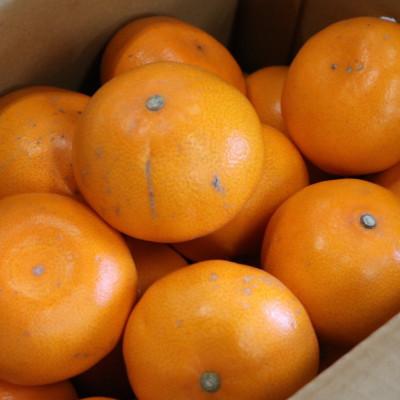 ふるさと納税 美浜町 [2027年2月より順次発送] 和歌山県産 せとか 約3kg 家庭用 [まごころ手選別]