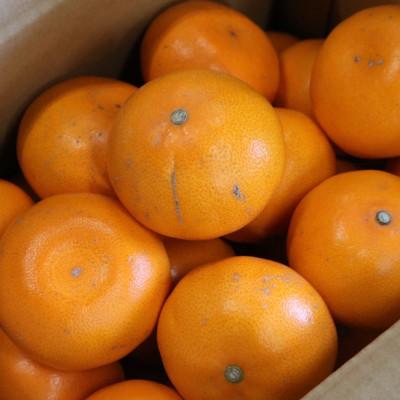 ふるさと納税 那智勝浦町 [2027年2月より順次発送] 和歌山県産 せとか 約3kg 家庭用 [まごころ手選別]