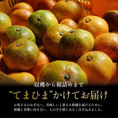 ふるさと納税 八幡浜市 【訳ありだけど美味しさそのまま】極早生みかん 11kg【愛媛県産】【70-187】 |  | 01