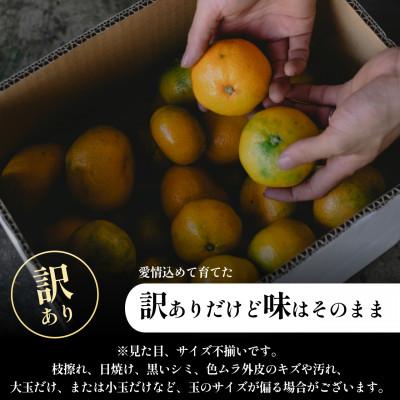 果物 Y ふるさと納税 八幡浜市 【訳ありだけど美味しさそのまま】極早生みかん