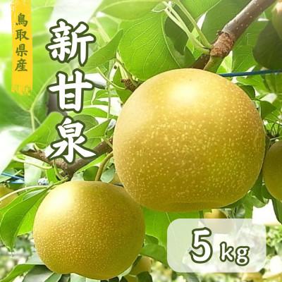 ふるさと納税 智頭町 鳥取県産 新甘泉梨 5kg