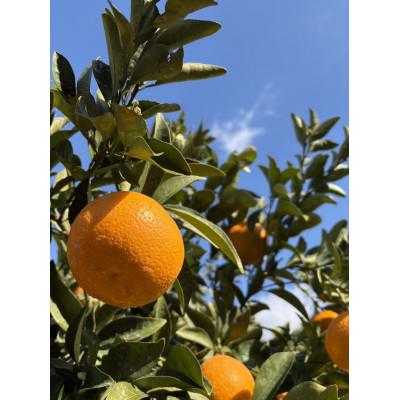 ふるさと納税 玉名市 訳あり 紅甘夏 約3kg